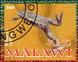 Stamp, Xenopus Laevis, Cinderellas,  , Reptiles