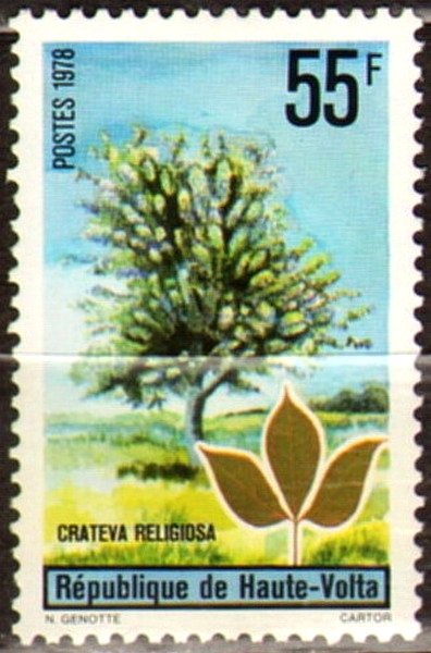 Trees