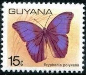 Eryphanis polyxena