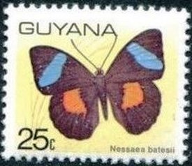 Nessaea batesli
