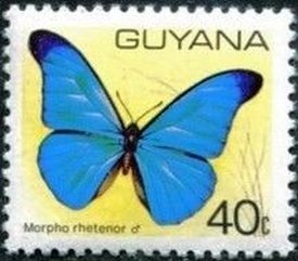 Morpho rhetenor, male