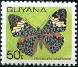 Hamadryas amphinone