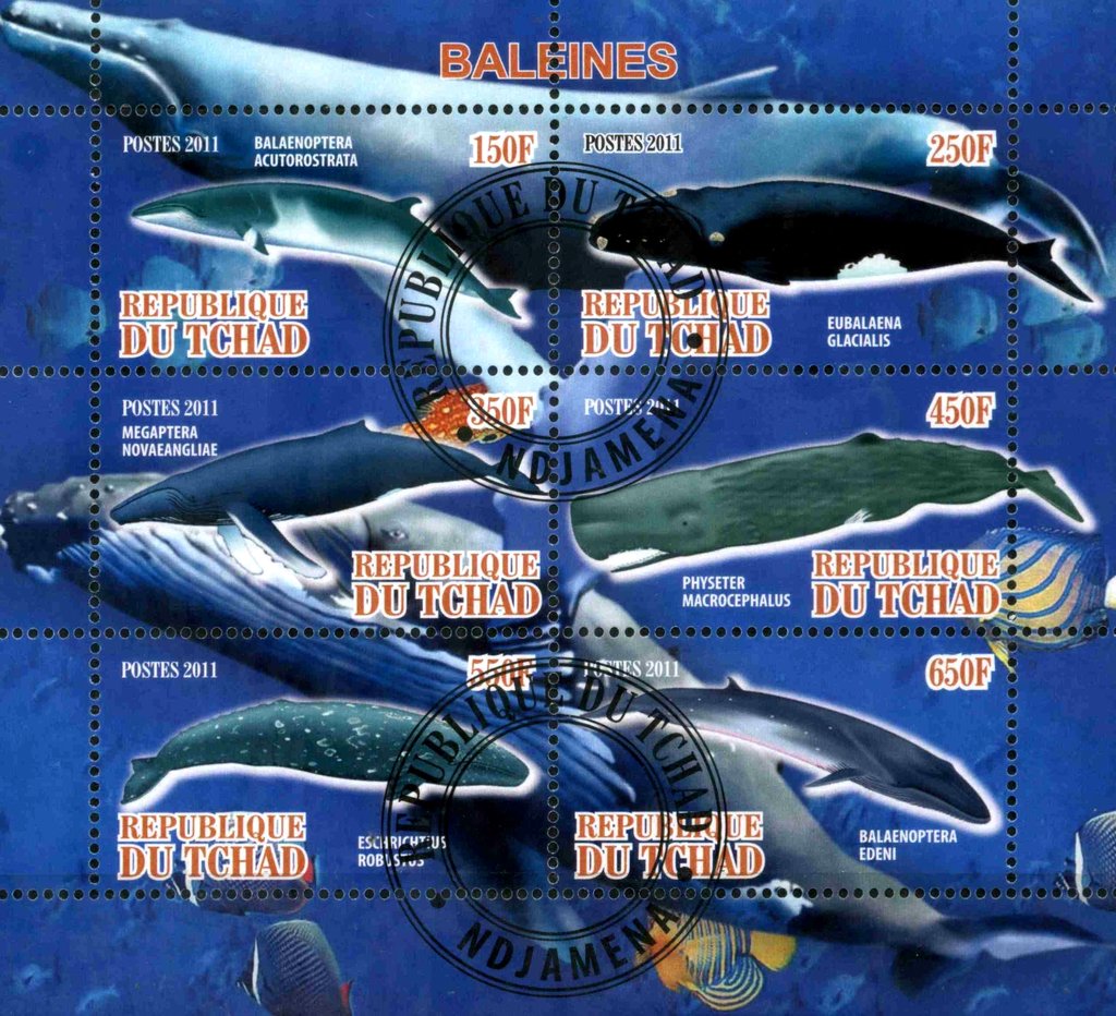 Baleines