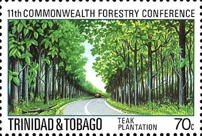Teak plantation