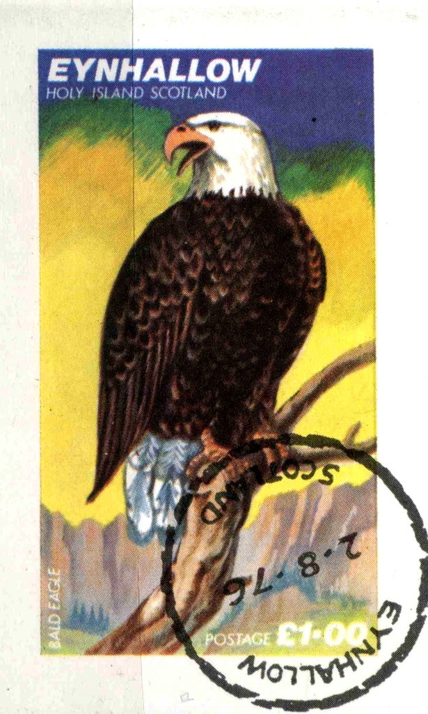 Bald Eagle