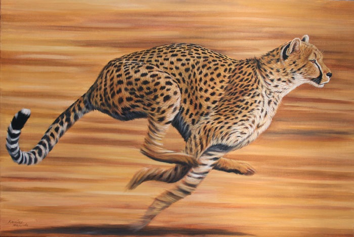 Cheetahs