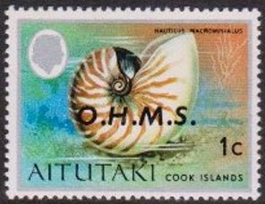 Bellybutton Nautilus (Nautilus macromphalus)