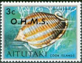 Striped Bonnet (Phalium strigatum)