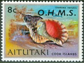 Triton's Trumpet (Charonia tritonis)