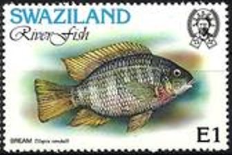 Stamp, Congo Tilapia (Tilapia rendalli), Swaziland,  