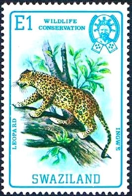 Leopard (Panthera pardus)