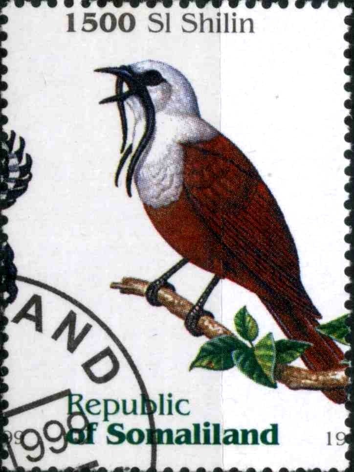 Bird