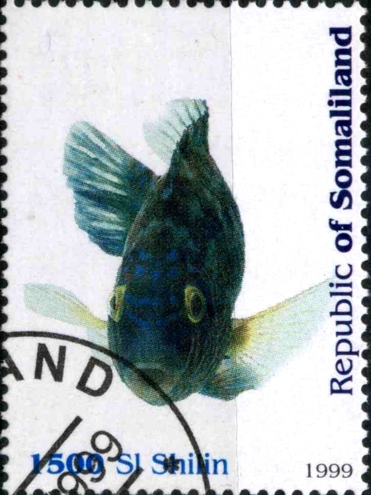 Fish