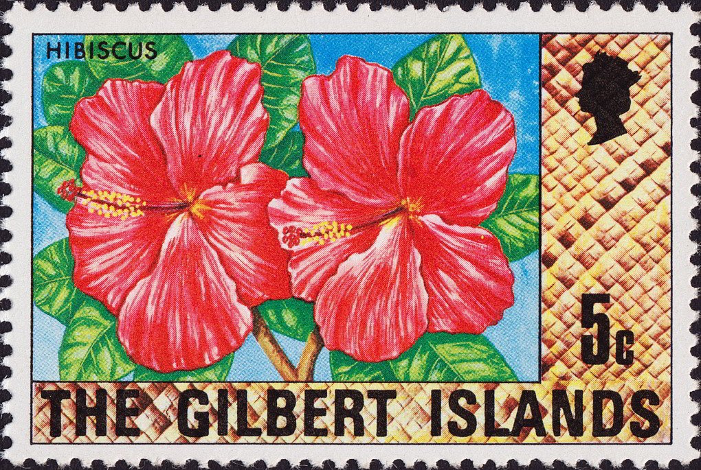 Hibiscus rosa-sinensis