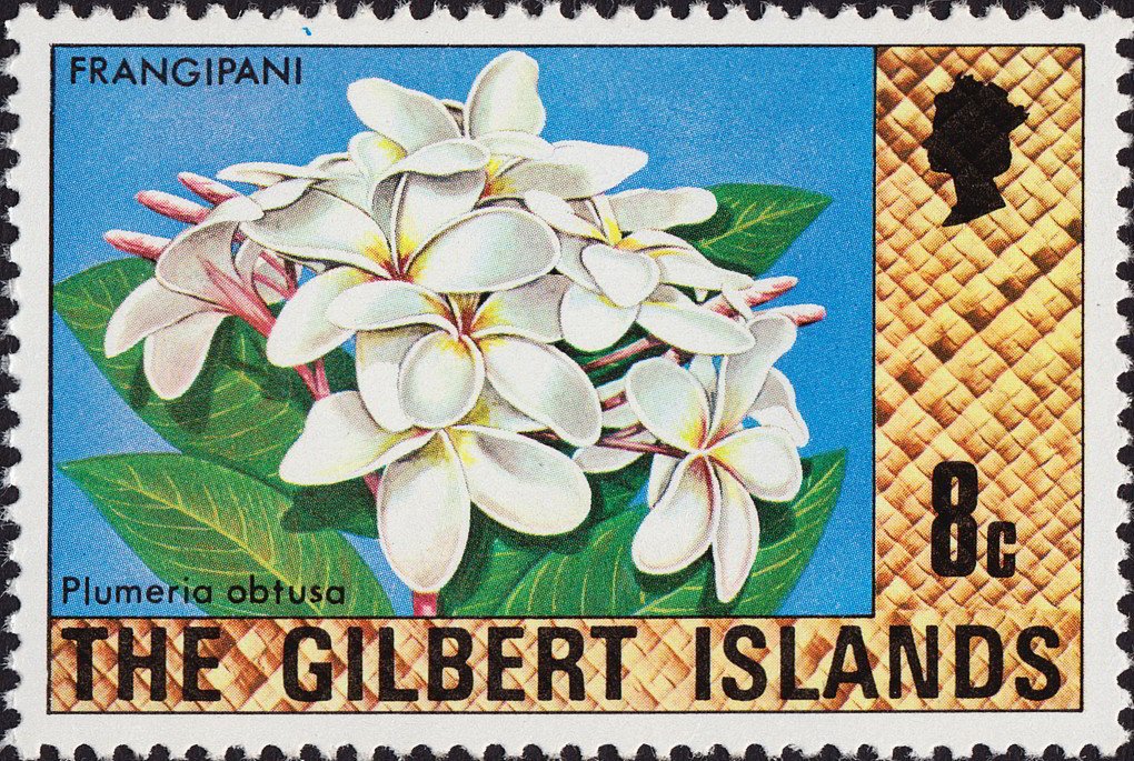Plumeria obtusa