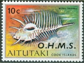 Venus Comb Murex (Murex triremis)