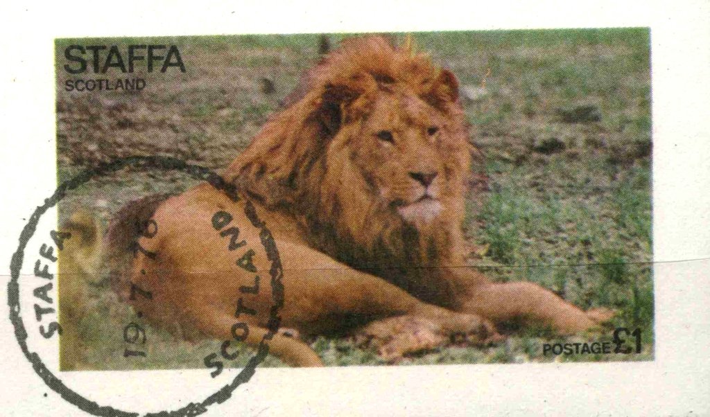 Panthera Leo