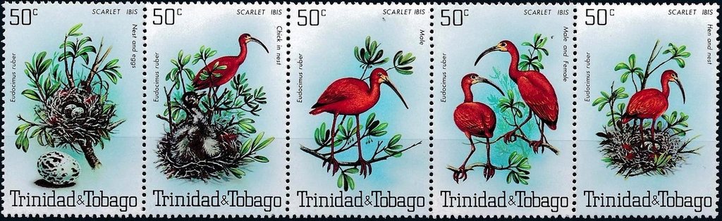 Scarlet Ibis (Eudocimus ruber) 