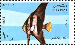 Orbicular Batfish (Platax orbicularis) 