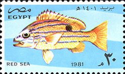 Blue-banded Sea Perch (Lutjanus quinquelineatus)
