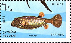 Whitespotted Boxfish (Ostracion meleagris) 
