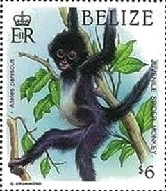 Stamp, Black Spider Monkey (Ateles paniscus), Belize,  , Animals (Fauna), Monkeys