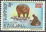 Hippopotamus amphibius