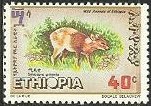 Sylvicapra grimmia