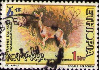 Rhynchotragus guentheri