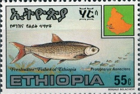 Protopterus annectens