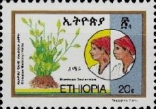 Plumbago zeylanicum