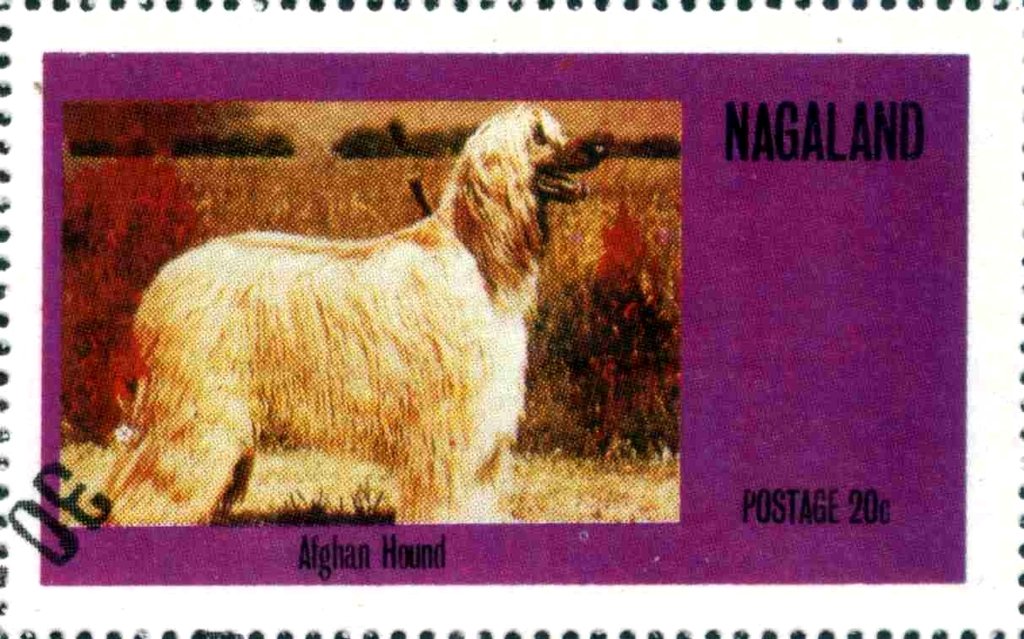 Afghan Hound