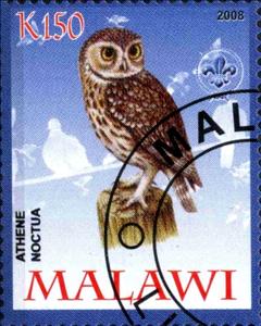 Stamp, Athene Noctua, Cinderellas,  , Birds