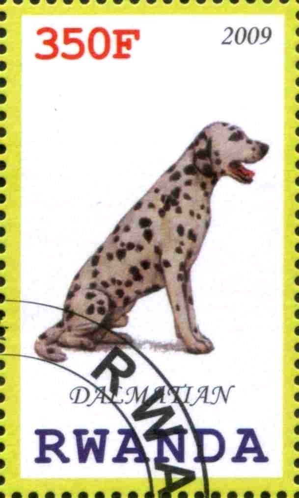 Dalmatian