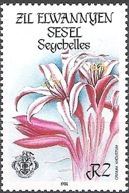 Crinum angustum