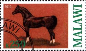 Stamp, Horse, Cinderellas,  , Horses