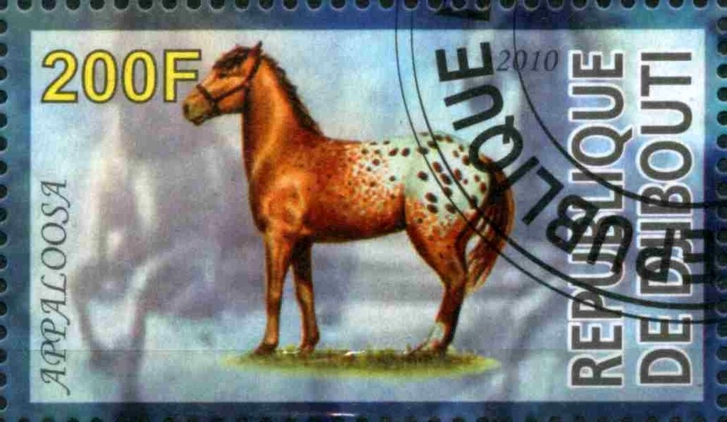 Appaloosa