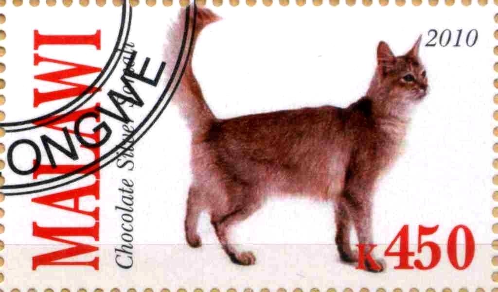 Chocolote Silver Somali