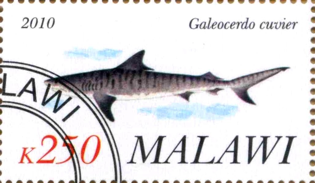 Galeocerdo cuvier