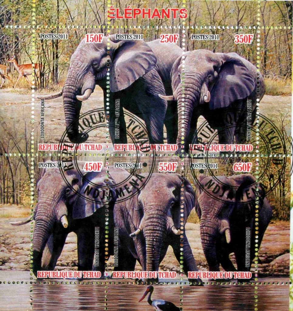 Elephants