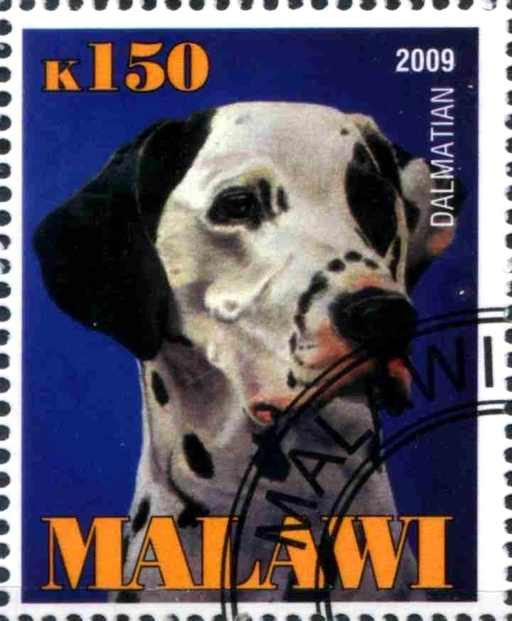 Dalmatian