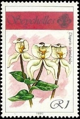 Disperis tripetaloides