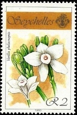 Vanilla phalaenopsis