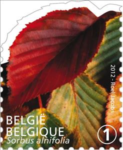 Stamp, Tree Leaf: Sorbus alnifolia, Belgium,  