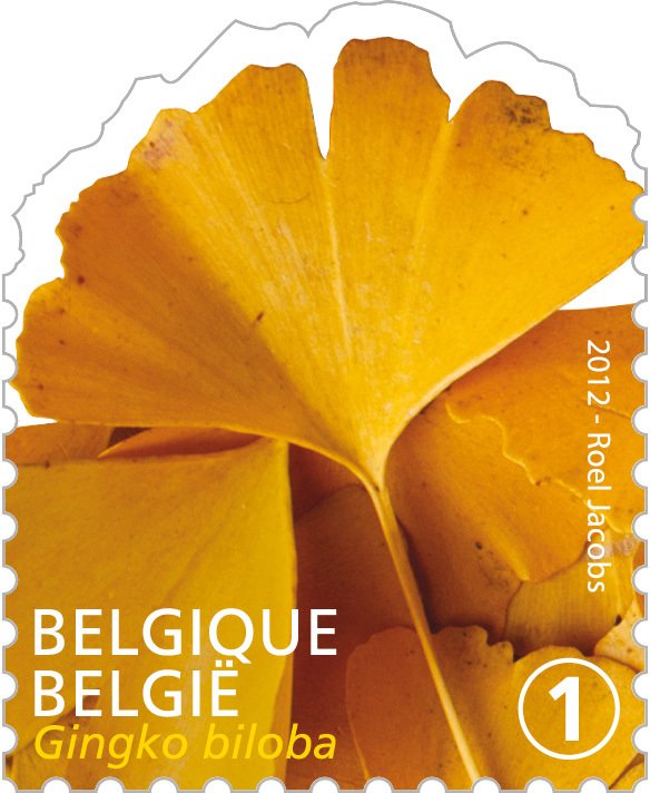 Tree Leaf: Ginkgo biloba