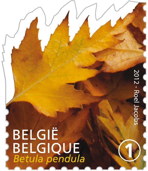 Tree Leaf: Betula pendula
