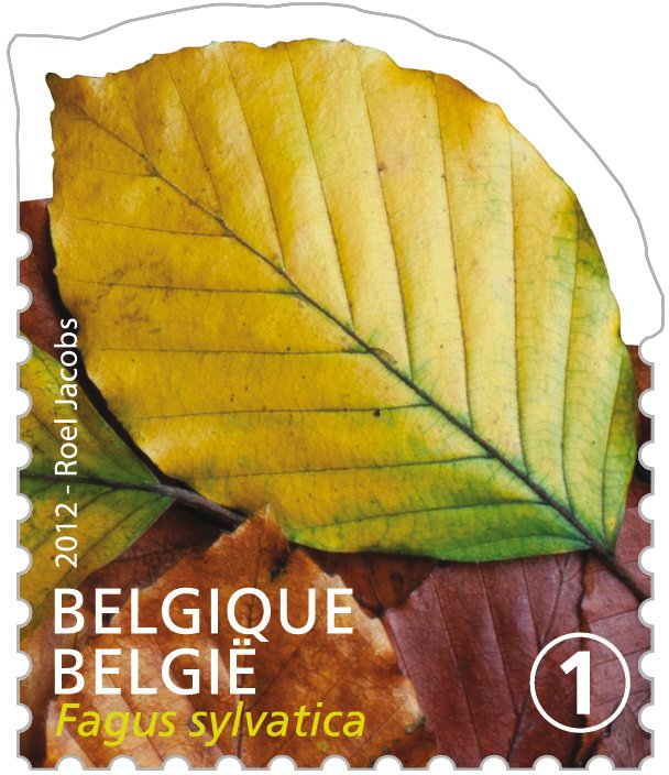 Tree Leaf: Fagus sylvatica