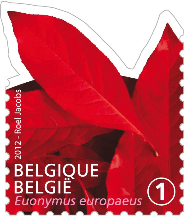 Tree Leaf: Euonymus europaeus