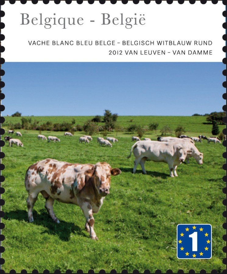 Belgian Blue-White Cattle