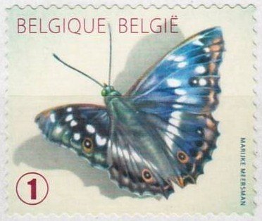 Lesser Purple Emperor (Apatura ilia) 